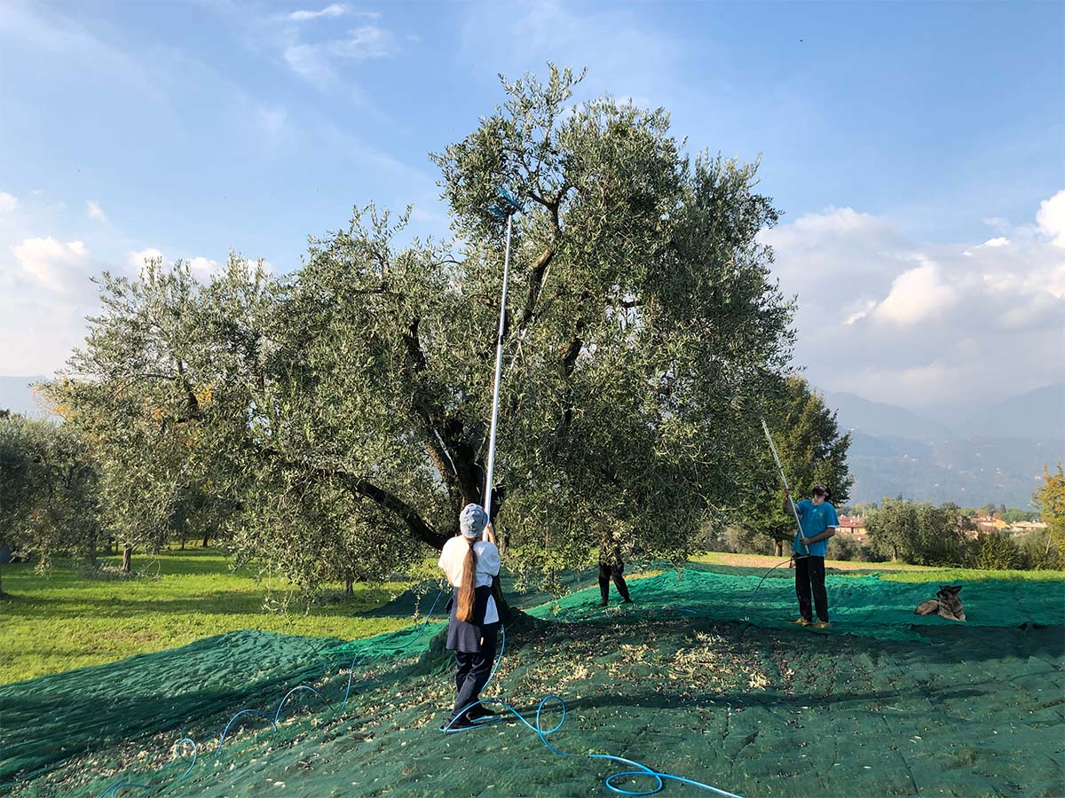 fogliamica olio raccolta olive